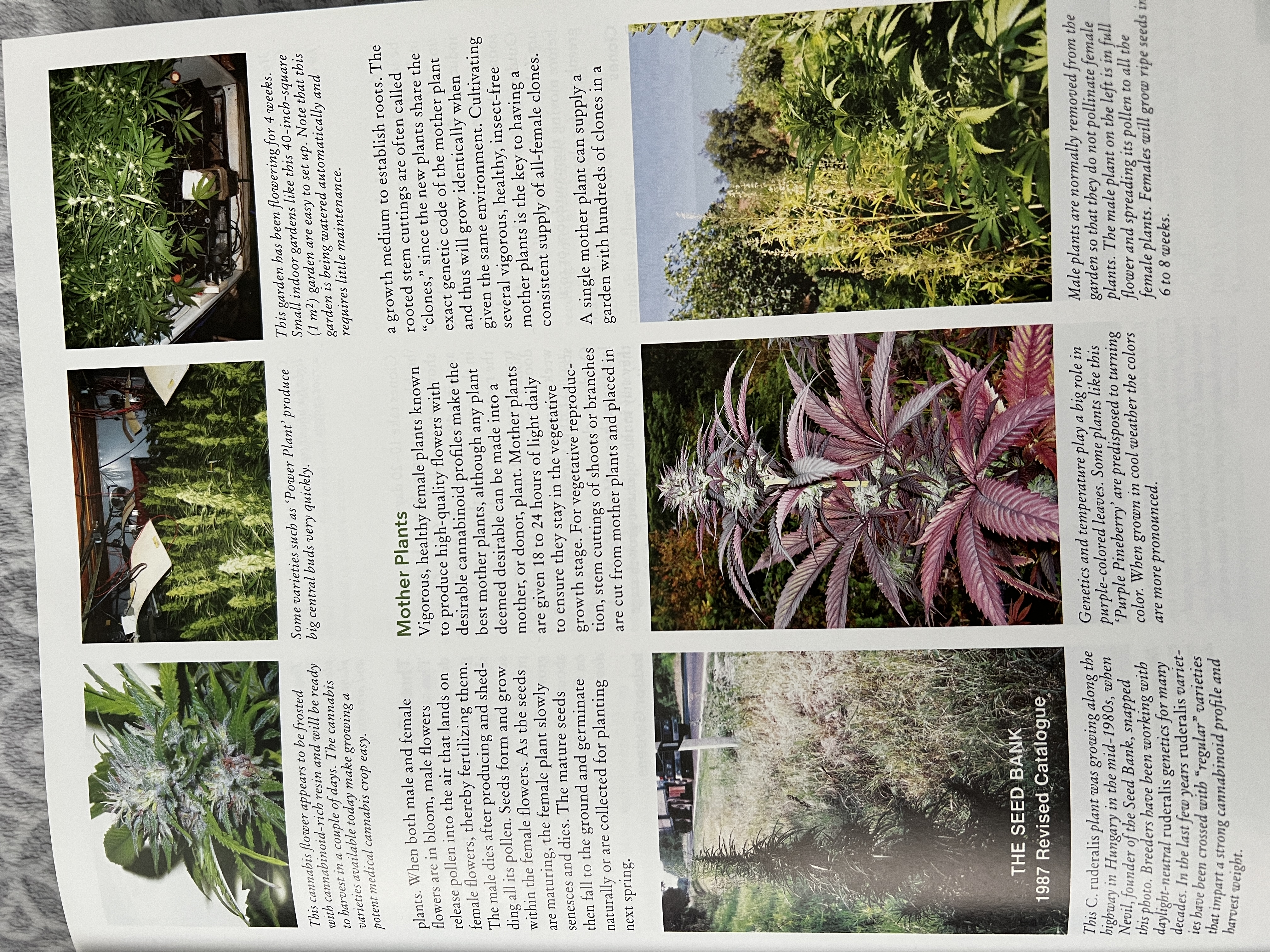 The Cannabis Encyclopaedia by J.C