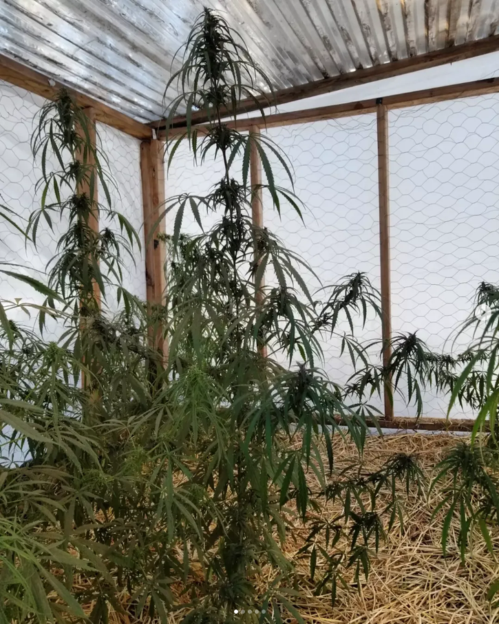 The Nature Farm Seeds