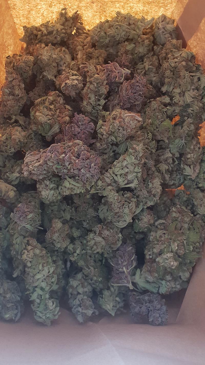 **Gorilla Zkittles - Batch #4 (FREE RM 1ST CLASS)**