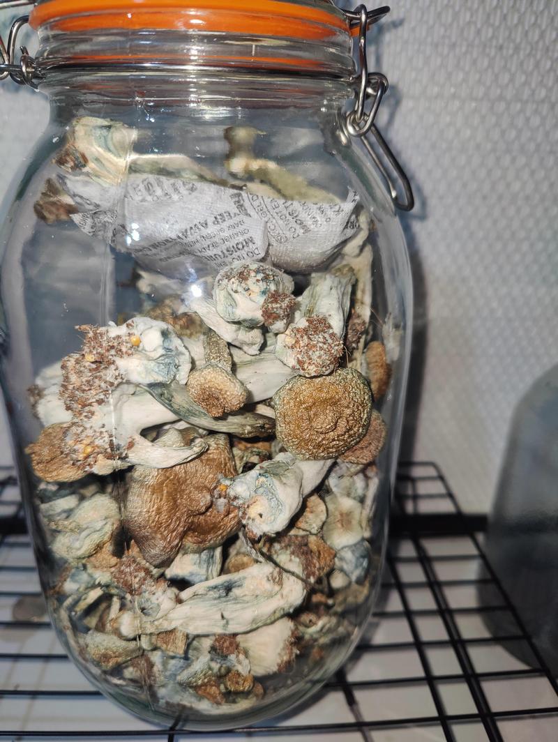 MUSHROOMS WHITE TEACHER CUBENSIS