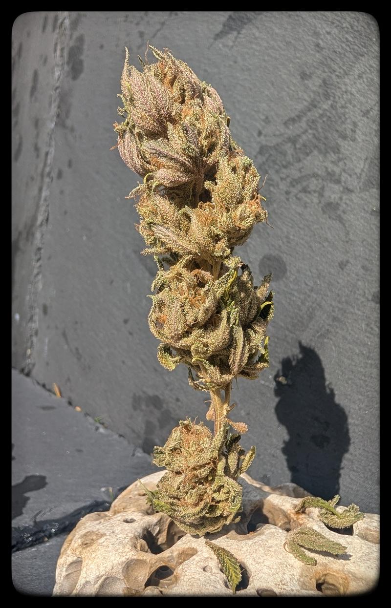 Artemis 1 ( Skunk)