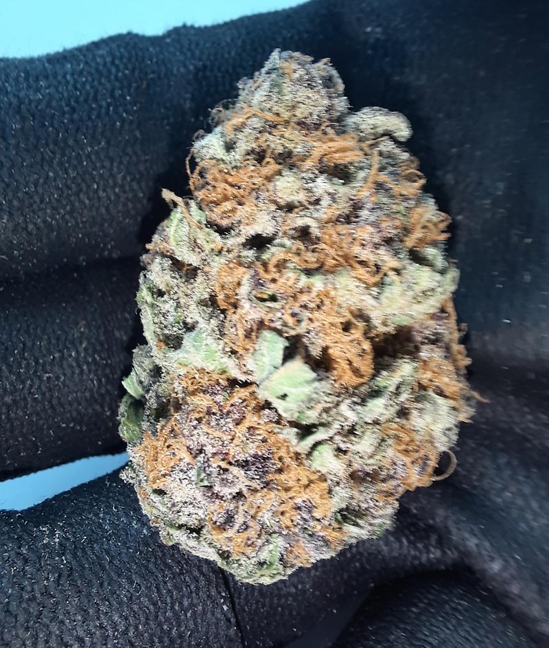 **PURPLE DAWG - (FREE RM 1ST CLASS)**