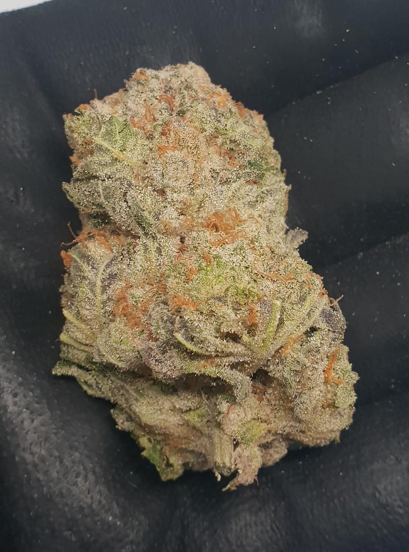 **MIMOSA - (FREE RM 1ST CLASS DISPATCH)**