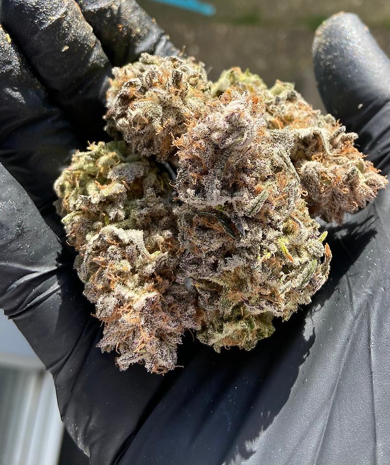 Blueberry Muffin -Free Ship