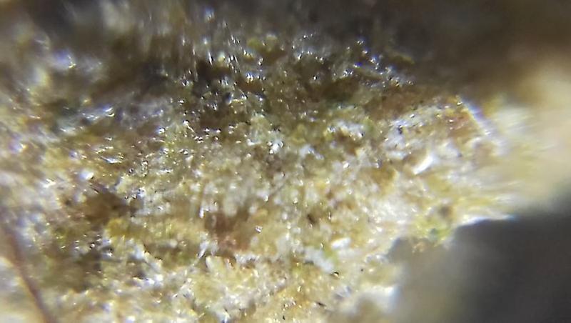 TAHOE OG Isolator Hash (CALI IMPORT)