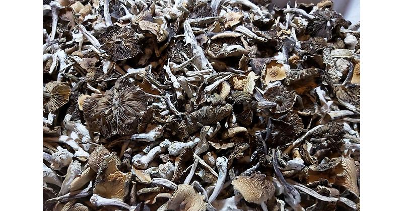 Treasure Coast Cubensis