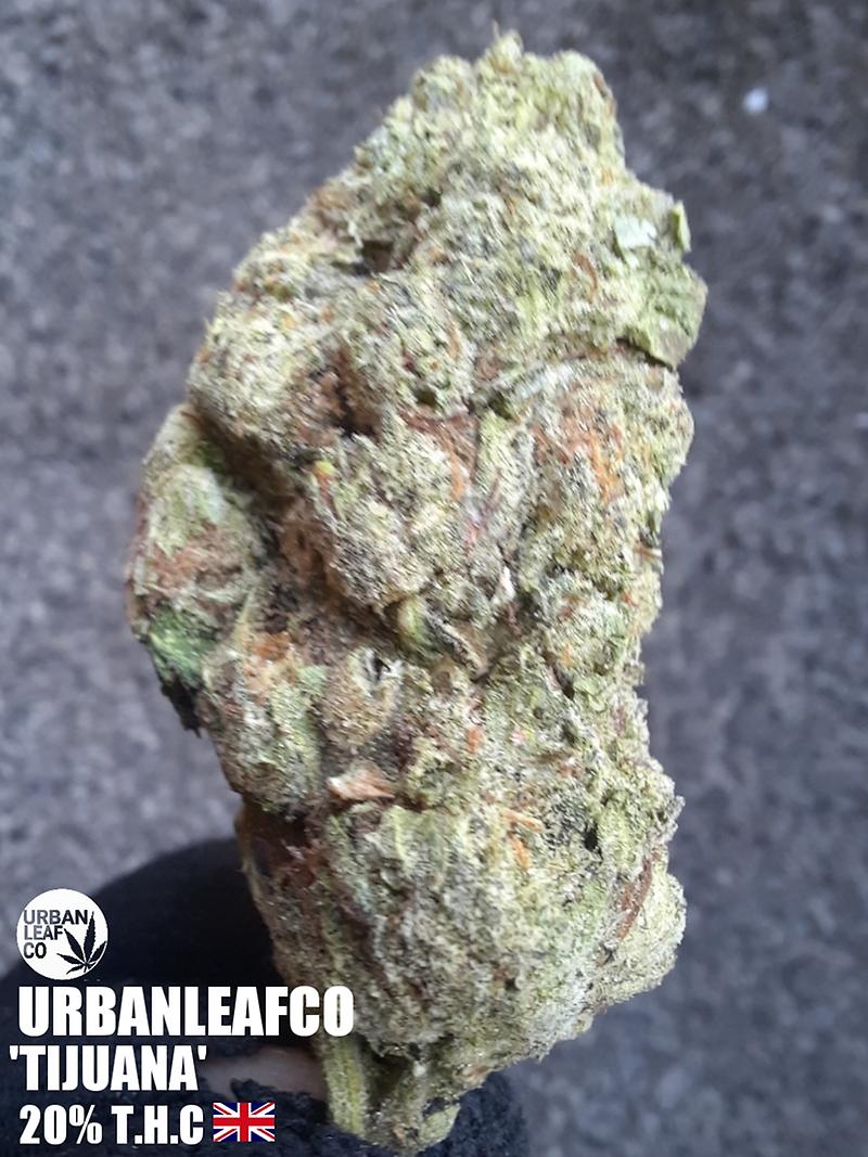 TIJUANA - SATIVA - 20% THC