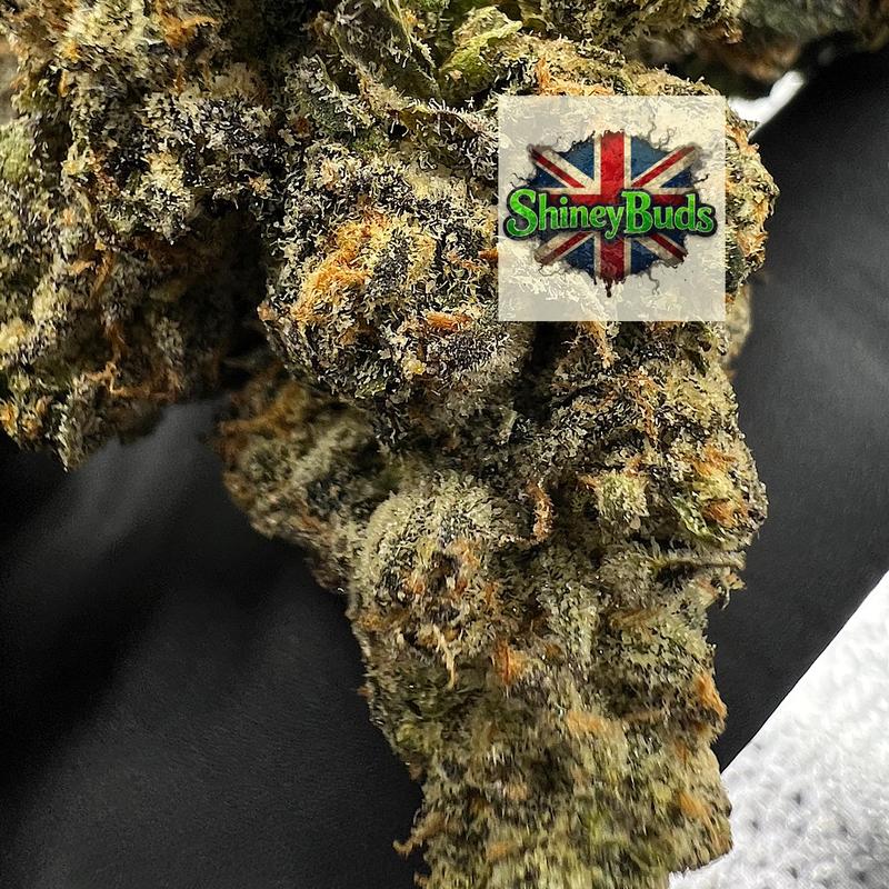 🇺🇸 Area 41 CONNECTED CANNABIS