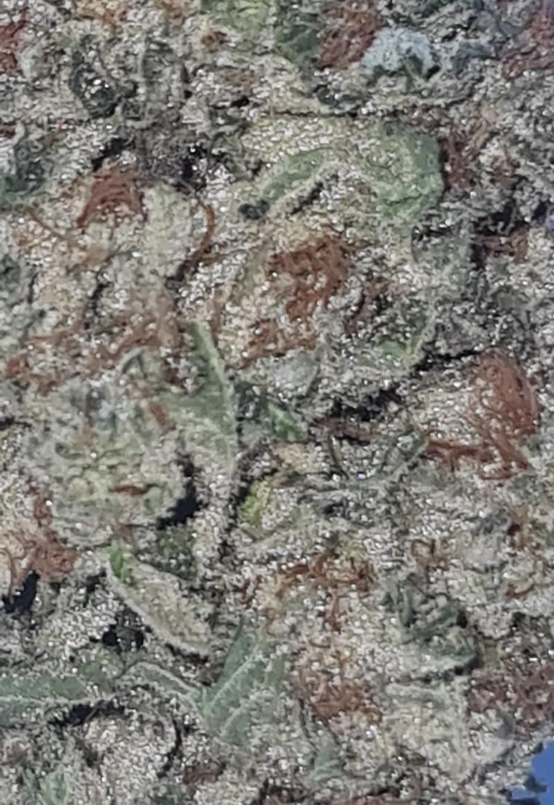 **WHITE DAWG - (FREE RM 1ST CLASS DISPATCH)**