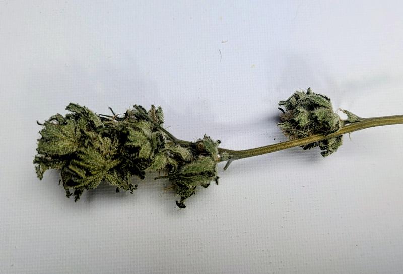 Organic CBD Danceworld
