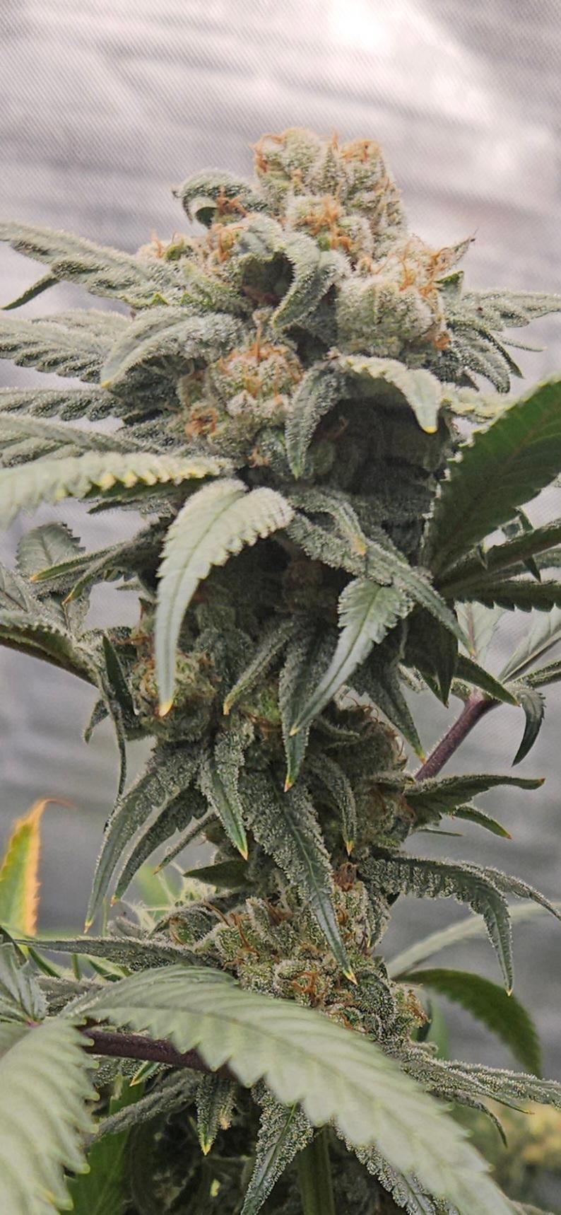 Blueberry Muffin