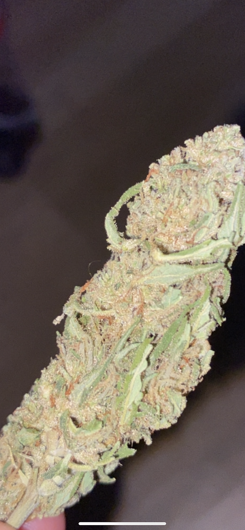 Moby Dick (Organic Outdoor)