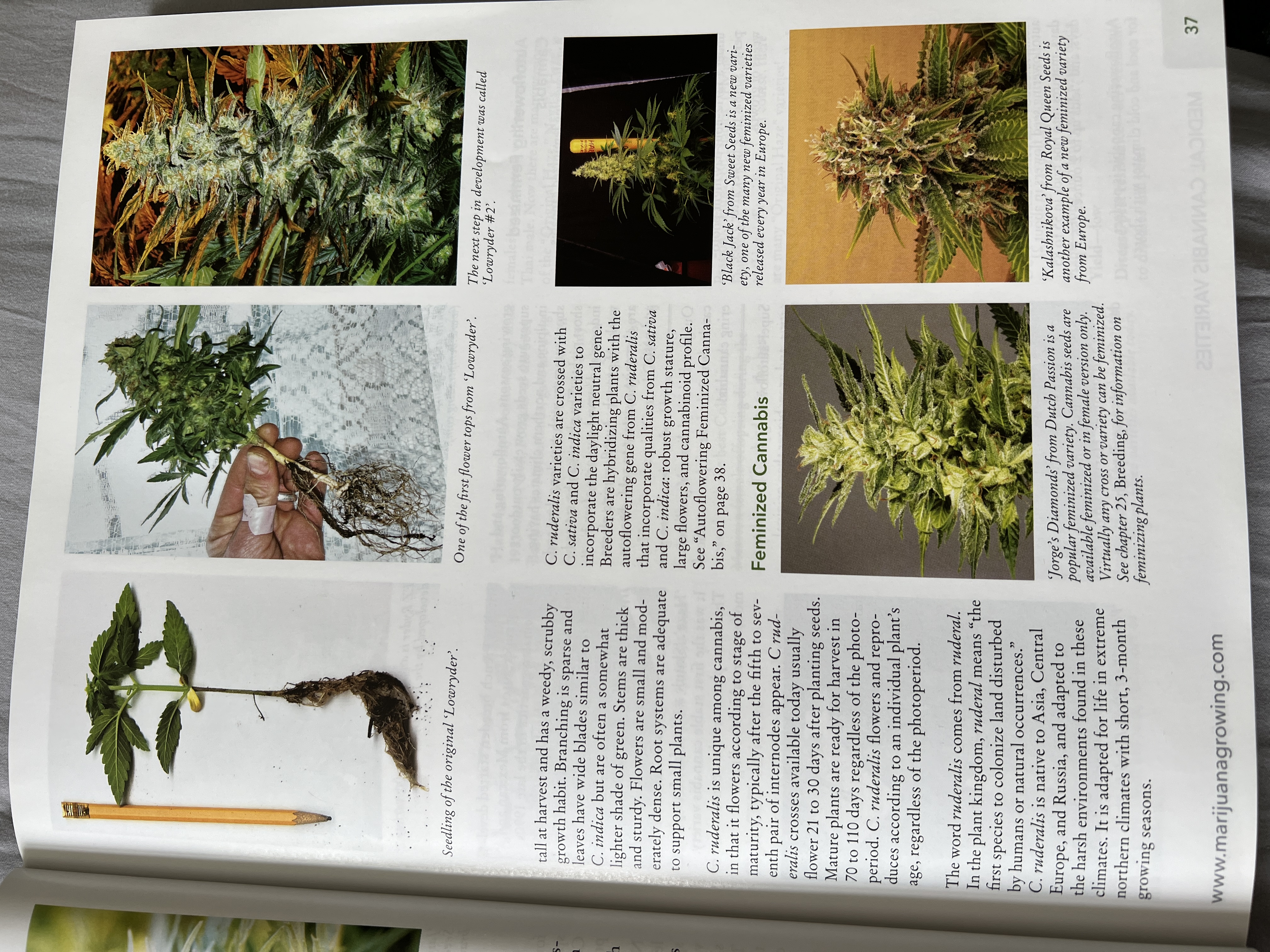 The Cannabis Encyclopaedia by J.C