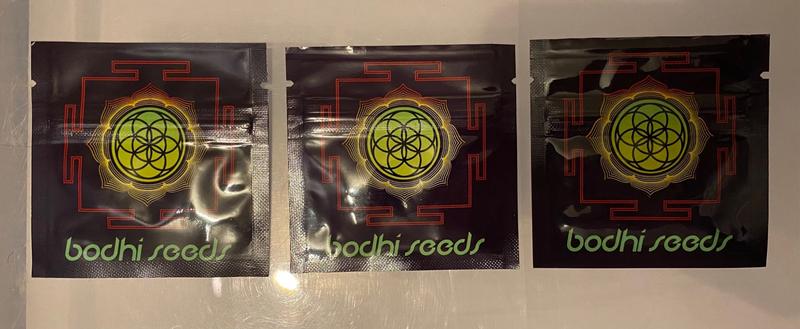 Bodhi Seeds