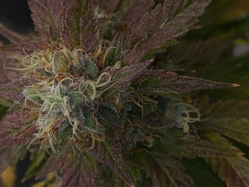 BigJuice Crisp Apple / Cali Genetics (Top-Shelf)
