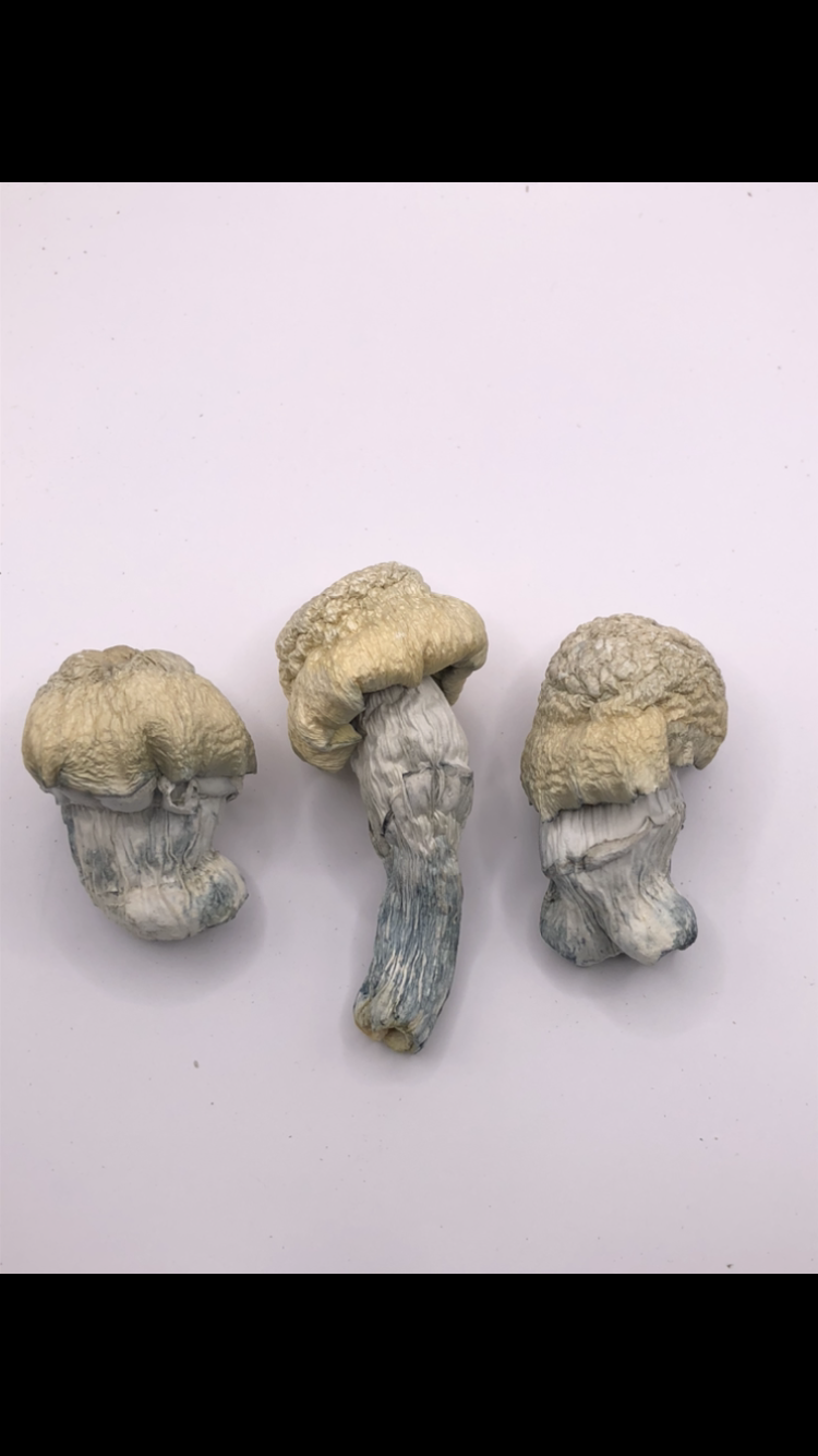 ALBINO PENIS ENVY MAGIC MUSHROOMS