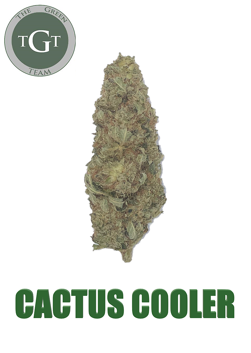 CACTUS COOLER *PREMIUM*