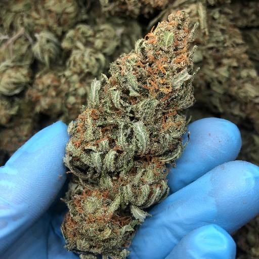 ORIGINAL SUPER SILVER HAZE - VERY FROSTY AND HUGE NUGS