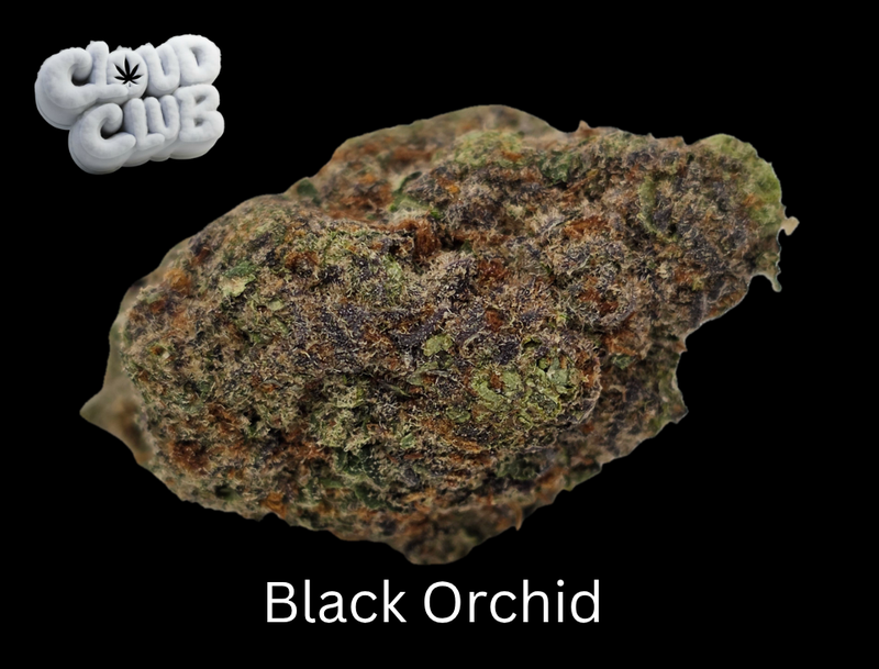 Black Orchid