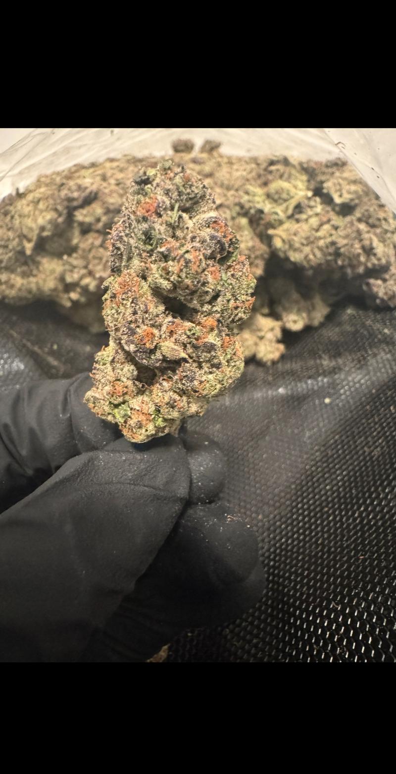 Exclusive Gelato candy