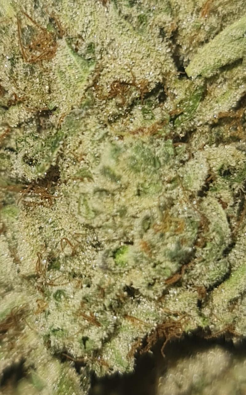 **WHITE DAWG - (FREE RM 1ST CLASS DISPATCH)**