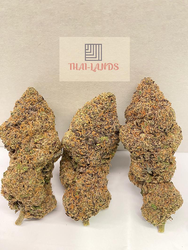 BOOFSCOTTI SUPERBOOF X BISCOTTI