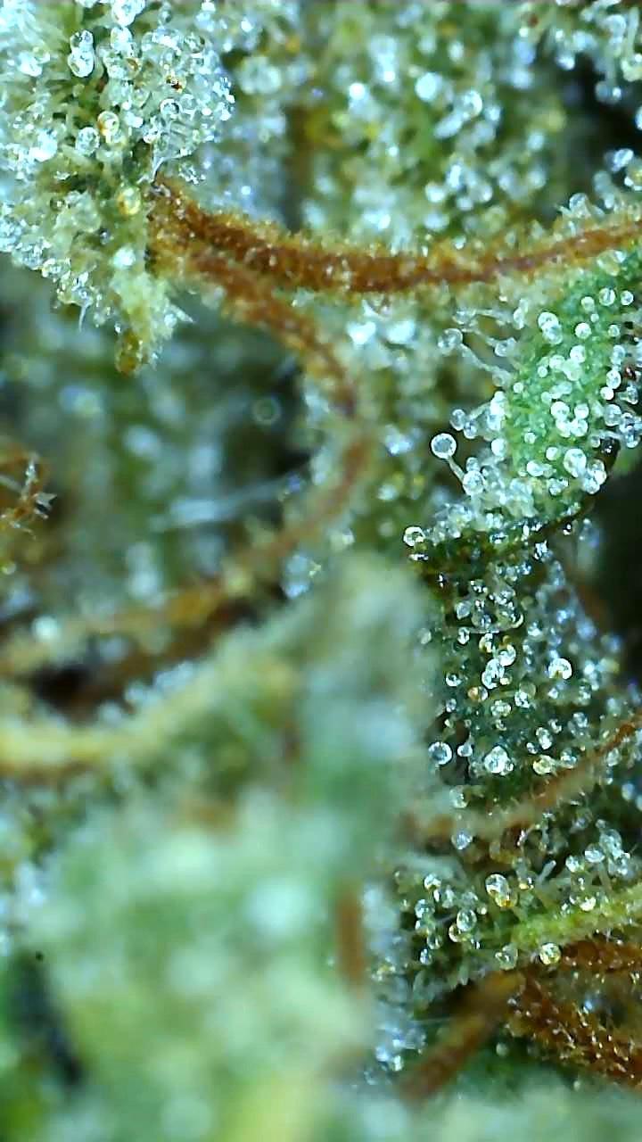 Wedding Cake (Cherry Pie x GSC x OG Kush)