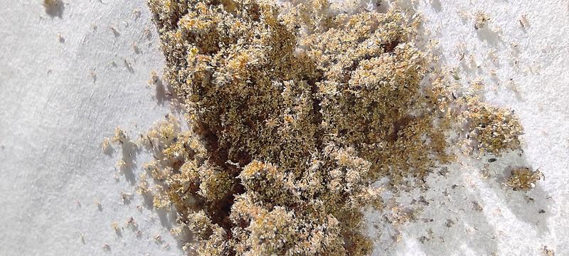 Kief - Hybrid Bud's Dry Sift *New Year's Special*