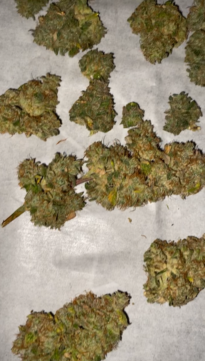 BigJuice Crisp Apple / Cali Genetics (Top-Shelf)