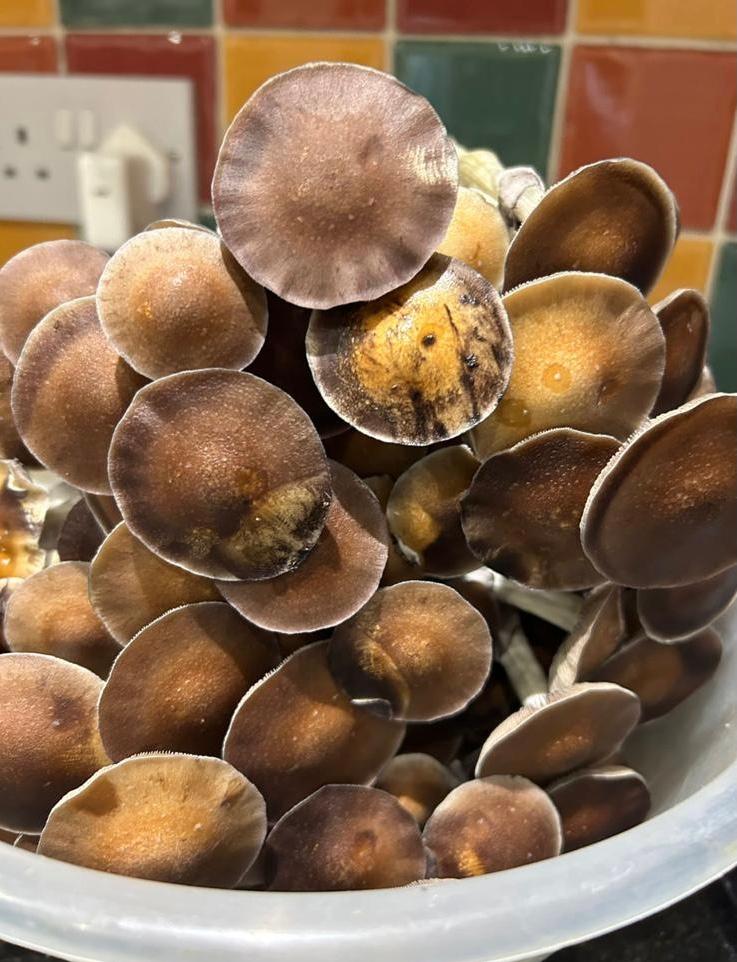 Ecuadorian Cubensis Mushroom