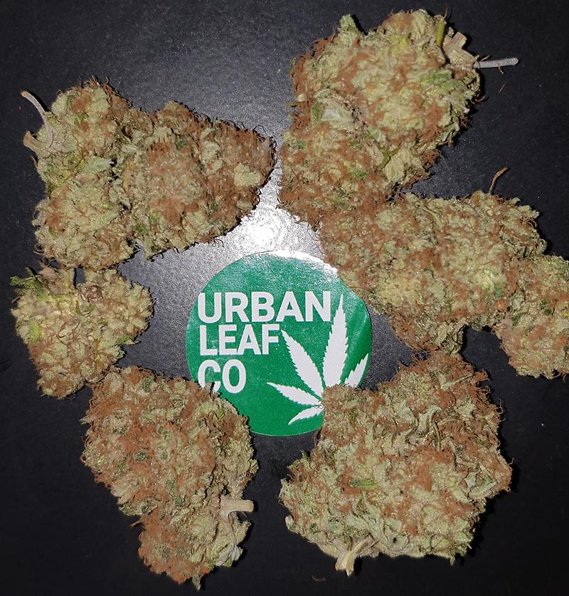 **CRITICAL JACK - (FREE RM 1ST CLASS DISPATCH)**