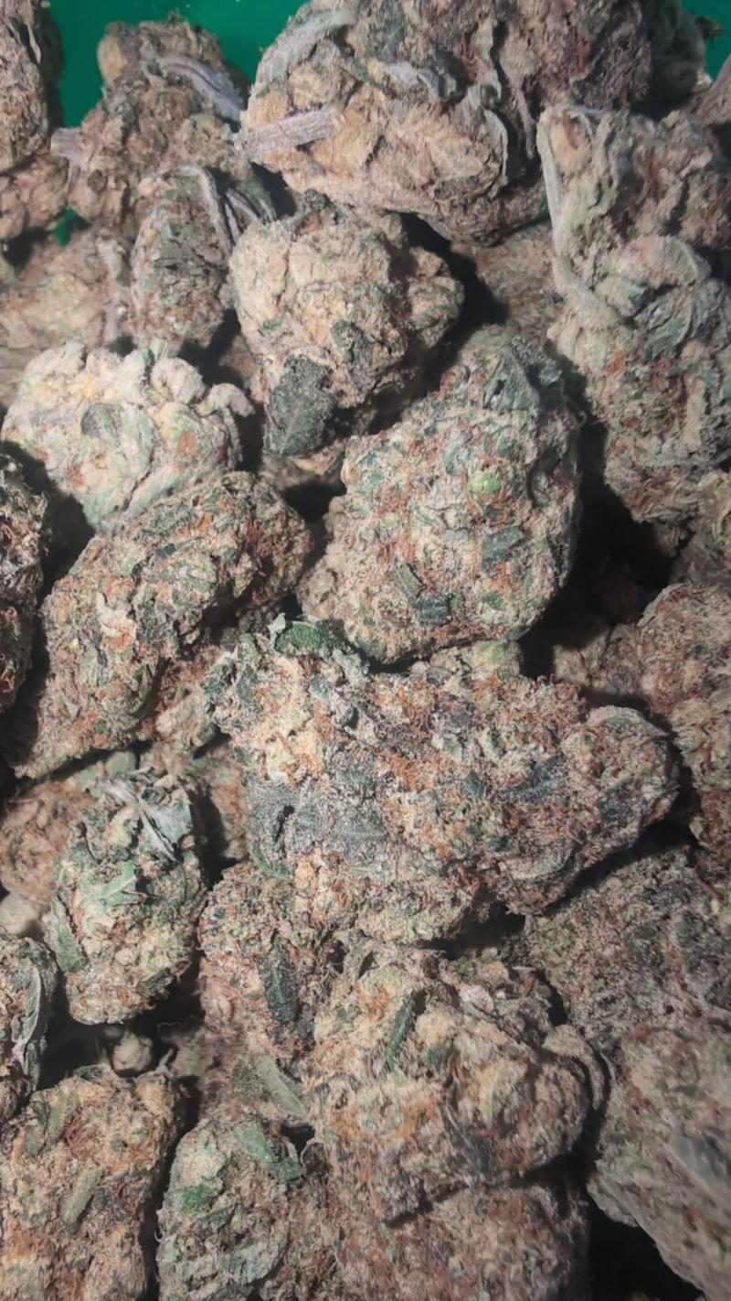 Rambo ZKITTLEZ Skunk - Fresh Batch