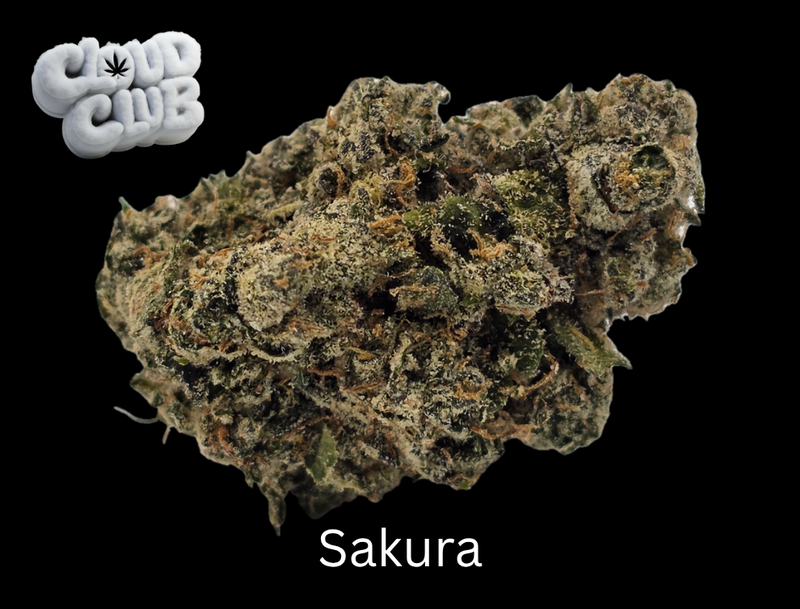 Sakura