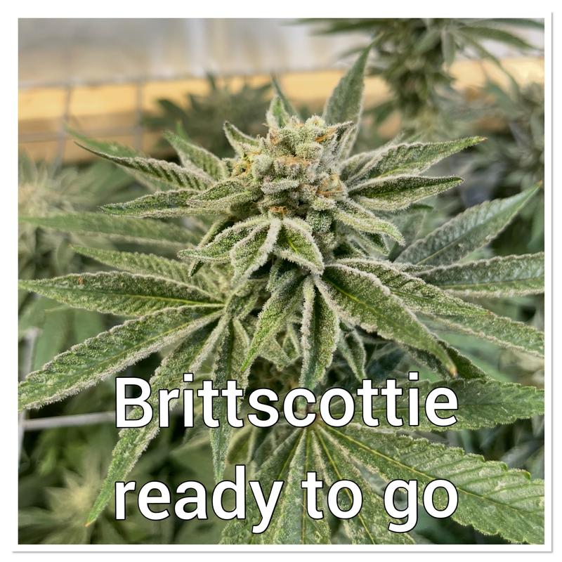 Brittscottie