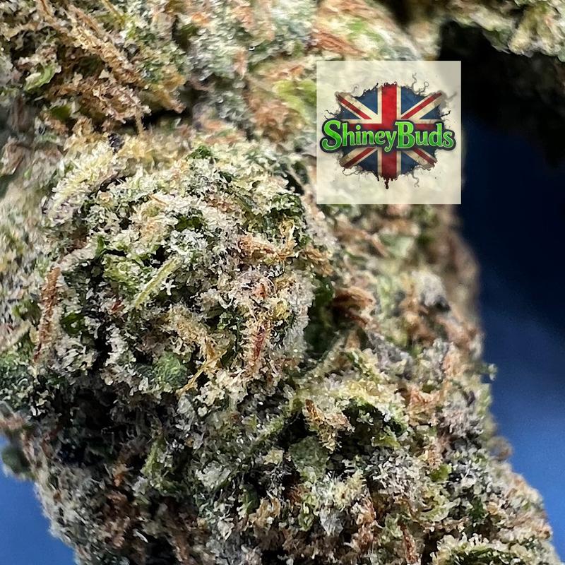 🇺🇸 Gelato x Zoap (Mids)