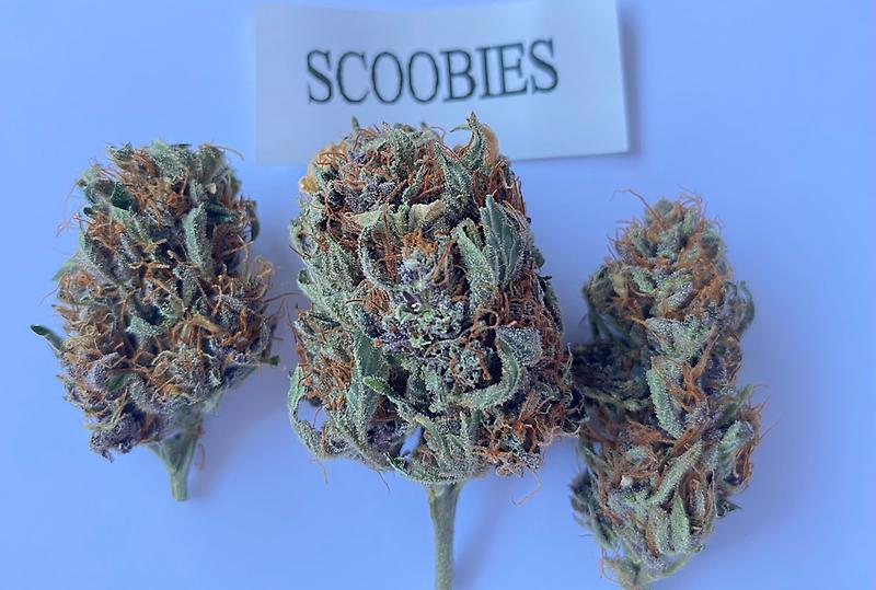 Barney's Farm RUNTZ - ORGANIC