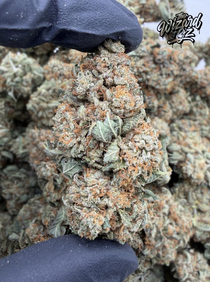 Star Dawg ⛽ 🌟