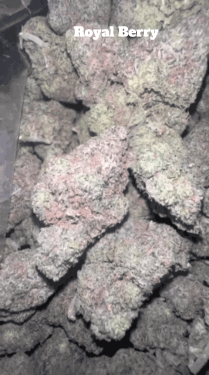 Top Shelf Exotics - Imported Loose Flower