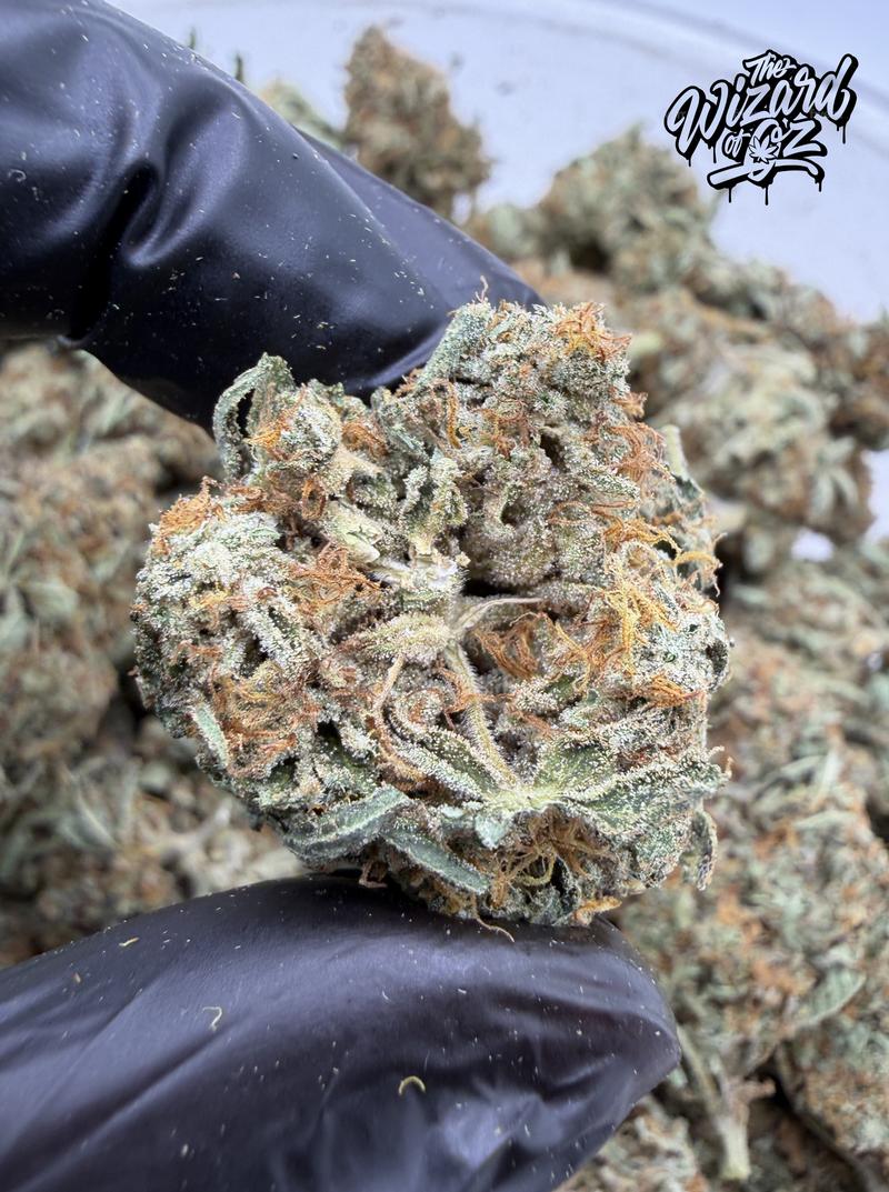 Star Dawg ⛽ 🌟