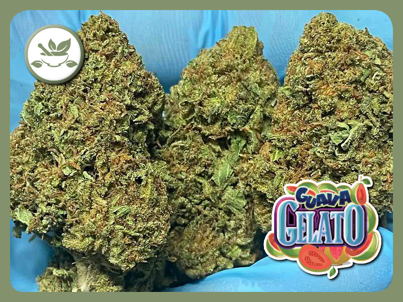Guava Gelato - Amazing Guava Terps! Doc recommends