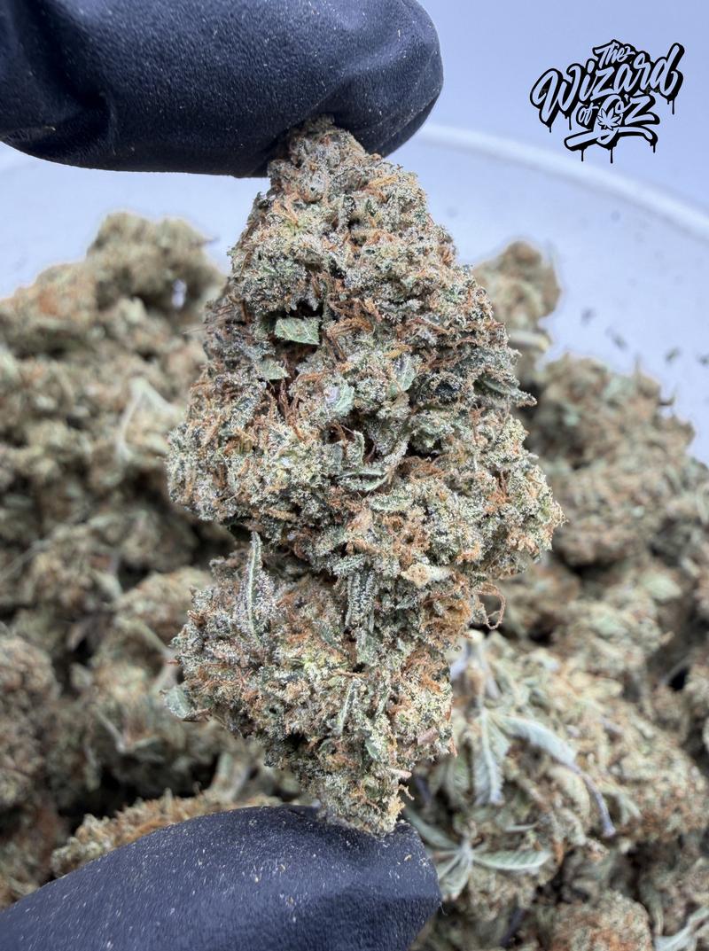 Star Dawg ⛽ 🌟