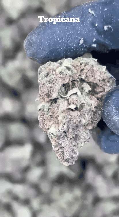 Cali Mids - Loose Import 🇺🇸