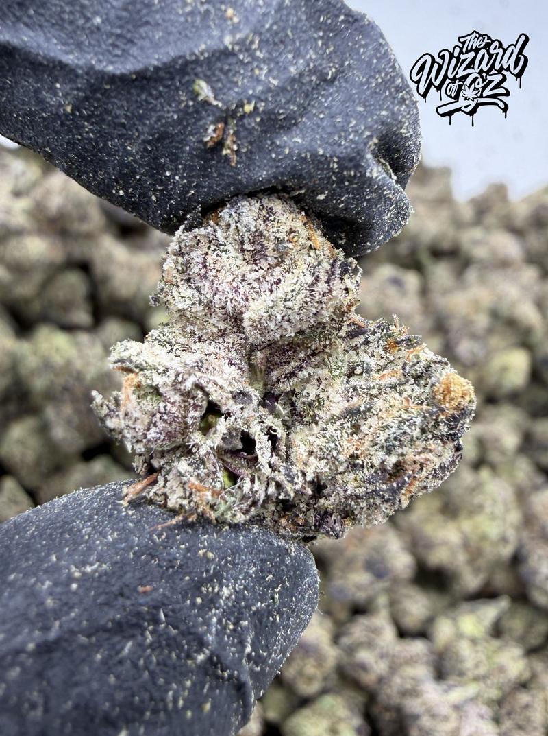 Blue Fuego