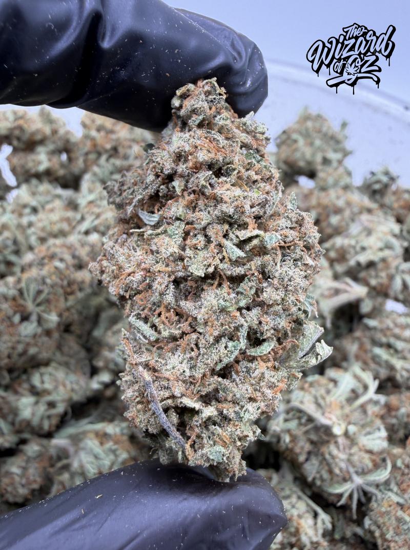 Star Dawg ⛽ 🌟