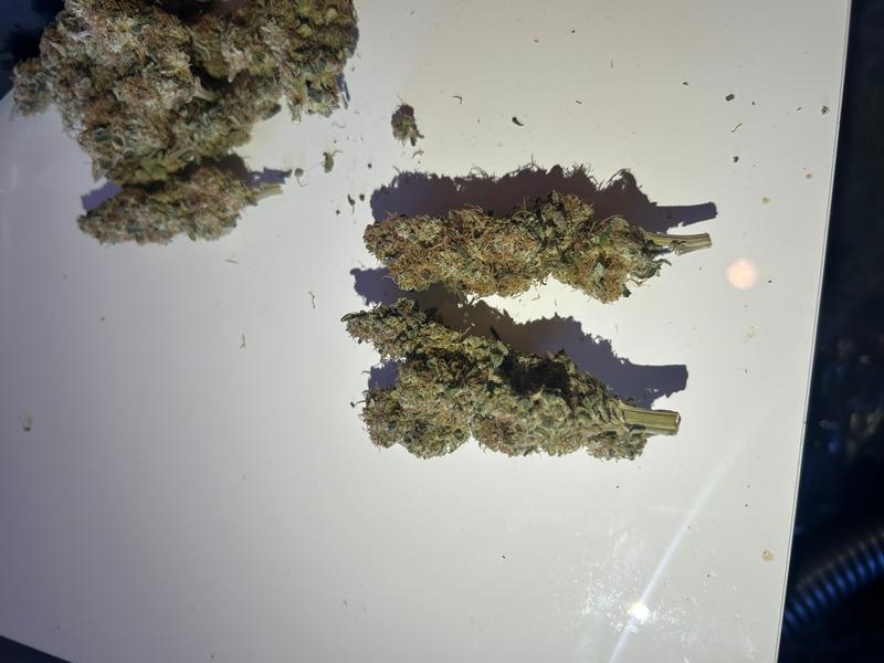 Bubblegum Gelato - Barneys Farm X Backpackboyz