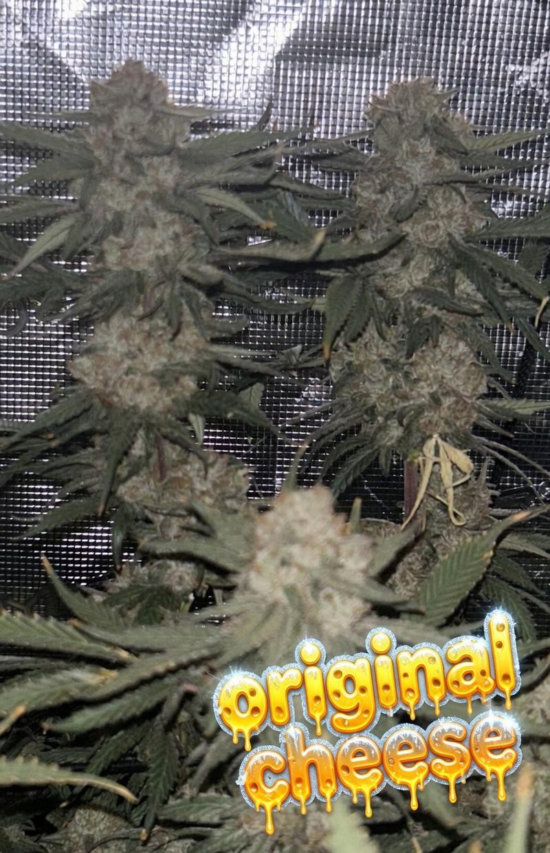 original Cheese - Big Buddha Family Farms