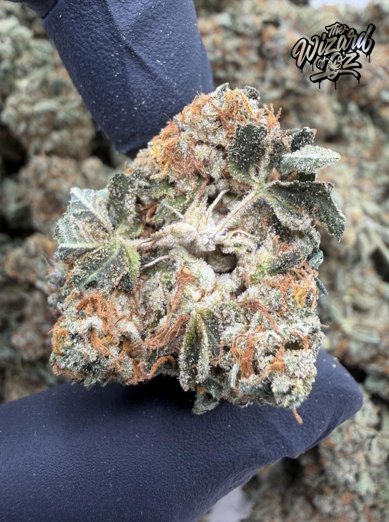 Star Dawg ⛽ 🌟