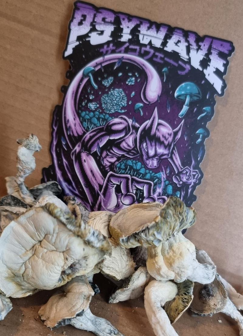 Jack Frost Mushrooms