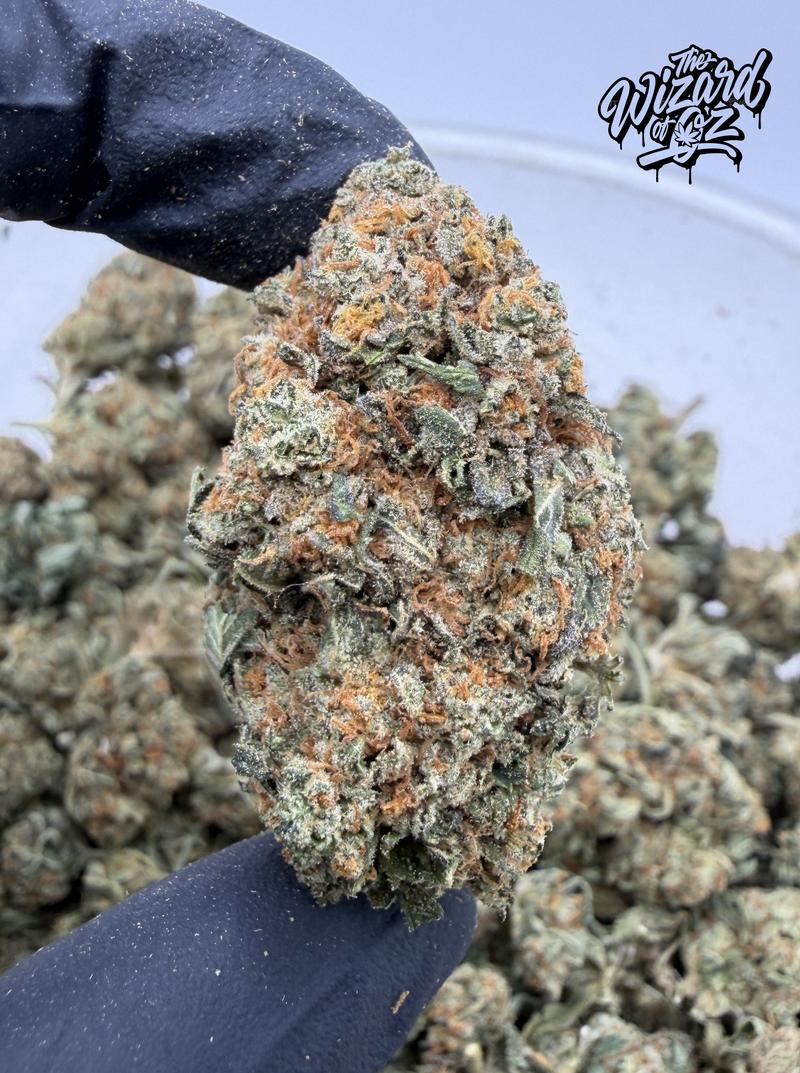 Star Dawg ⛽ 🌟