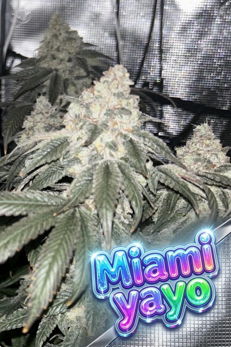 Miami Yayo - Cookies Seedbank